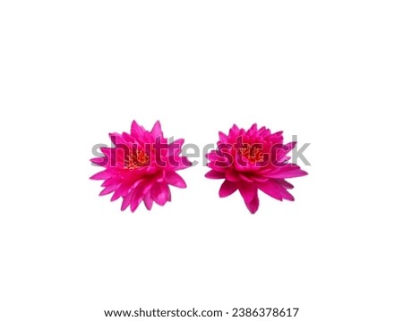 The white background in the picture is a bright pink lotus flower. The blooming lotus has yellow stamens mixed with white in the center of the picture. The lotus petals are oval-shaped and stacked tog