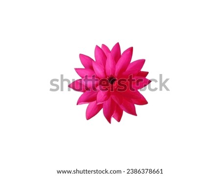 The white background in the picture is a bright pink lotus flower. The blooming lotus has yellow stamens mixed with white in the center of the picture. The lotus petals are oval-shaped and stacked tog