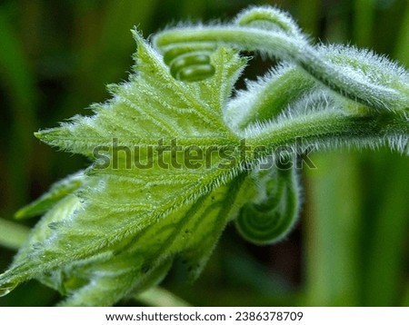 Macro photography of pumpkin leaf texture in the garden for background in the garden