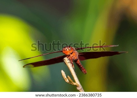 A dragon fly on a branch