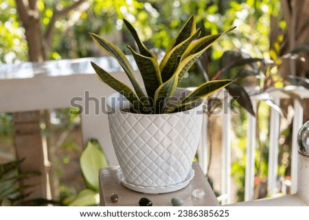 Snake Plant or Sansevieria trifasciata on the balcony against the background of the greenery of the garden. Tropical ornamental plant. Outdoor. Close-up. Macro. Concept of gardening and home décor.