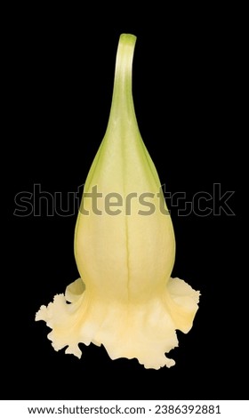 Thorn Apple or Apple of Peru or Green Thorn Apple or Hindu Datura or Metel flower. Close up exotic yellow flower isolated on black background.

 Royalty-Free Stock Photo #2386392881