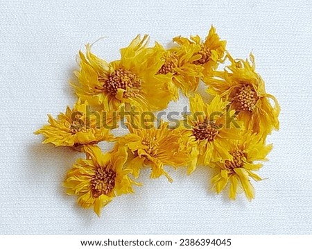 SHOTLIST health dried chrysanthemum flowers placed on a white background. Chrysanthemum tea helps prevent arteriosclerosis. Close -up shot of the flowers.