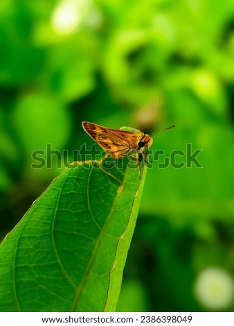Skipper butterfly perched on a green leafe with blur background