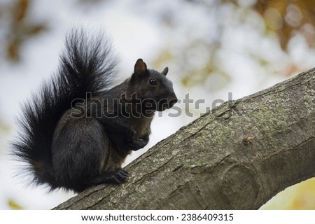 Dark color variant of Eastern gray squirrel (Sciurus carolinensis), Toronto, Ontario, Canada