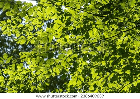 Beech (Fagus), leaves in backlight, Germany