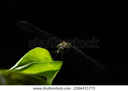 close up dragonfly on black background.