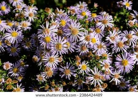Many small vivid blue flowers of Aster amellus plant, known as the European Michaelmas daisy, in a garden in a sunny autumn day, beautiful outdoor floral background photographed with soft focus Royalty-Free Stock Photo #2386424489