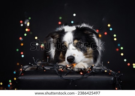 christmas photo of dog in photo studio with colorful lights. Black background in photo studio. 