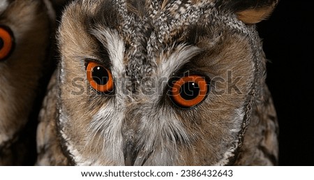 Long Eared Owl, asio otus, Portrait of Adult, Normandy in France