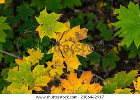 Striking maple leaves in fall
