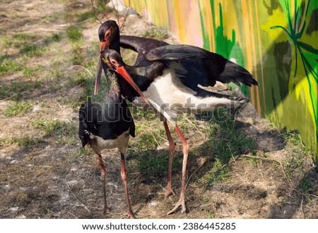 Black Stork.
 It is a large bird, an endangered species. It has black plumage with green and red tints. The beak, legs, throat, and eye spot are red.The average height of a black stork is 1 meter . Royalty-Free Stock Photo #2386445285