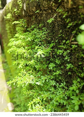 Closeup Photo of a Green Plant Moss Royalty-Free Stock Photo #2386445459