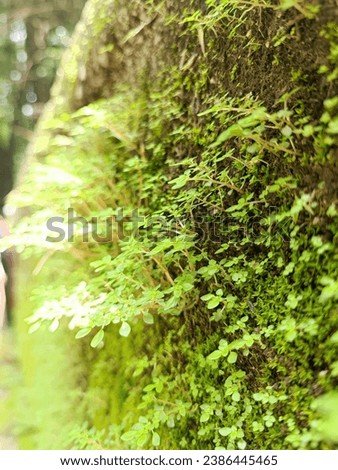 Closeup Photo of a Green Plant Moss Royalty-Free Stock Photo #2386445465