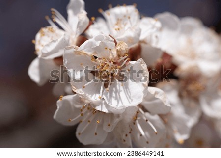White, pink beautiful spring flowers on tree blooming in spring. Selective focus. High quality photo. Spring primrose. Apple trees in bloom, cherries. Beautiful postcard naturalistic floral background