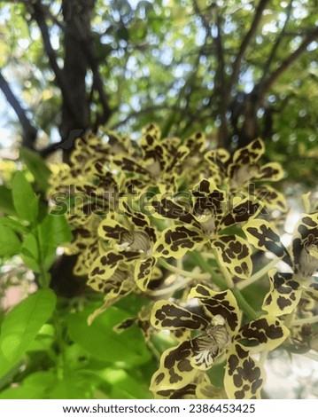 The scientific name Grammatophyllum speciosum comes from the Greek words Gramma that stands for letter and Phyllon that means leaf. This Greek nomenclature pertains to the dark markings on the petals 