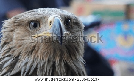 A wild bird with big eyes looking up