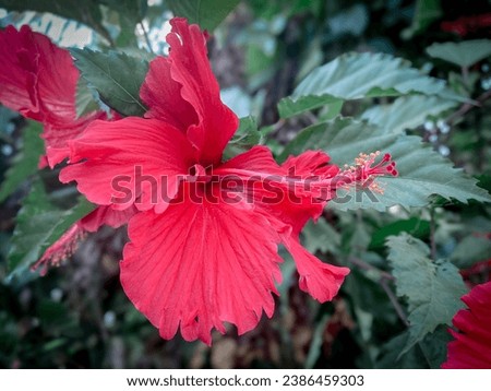 hibiscus flower with beautiful petals