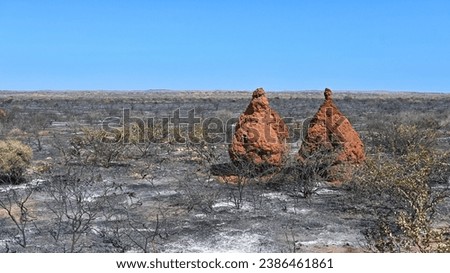 Termite nest in the Australian outback after a bush fire