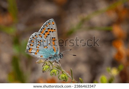 tiny butterfly on green plant, Romanoff's Tomares, Tomares dobrogensis