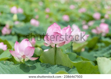 The beauty of the lotus flower and Lotus flower plants in the pond.