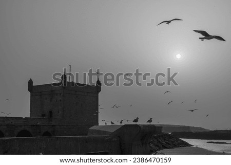 View of the walls, with seagulls, in the medina of Essaouira (Mogador), Morocco Royalty-Free Stock Photo #2386470159