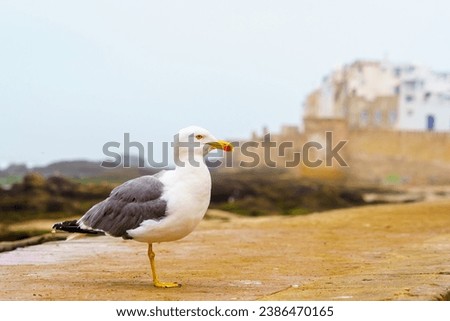 View of a seagull with the walls of the medina in the background, in Essaouira (Mogador), Morocco Royalty-Free Stock Photo #2386470165