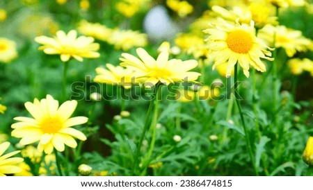 Yellow daisy flowers field are blooming under morning sunlight. Beautiful nature scene background with blooming yellow daisies