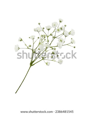 Twig of gypsophila flowers isolated on white Royalty-Free Stock Photo #2386481545