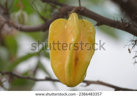 star fruit with a blurred background