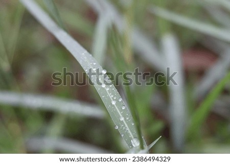 the story of raindrops that are like dew on the grass 