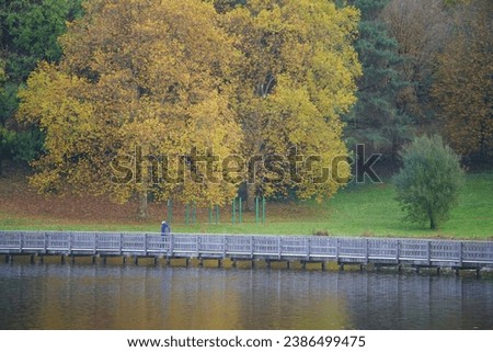 Autumn Colors in Forest in France, Pine Trees and Birch Trees in the Fall                               