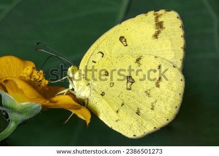 A Common Grass Yellow butterfly on a flower