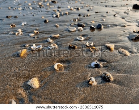 It's a picture of oysters, pebbles and snails in the beach