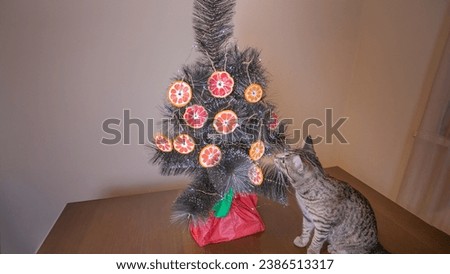 Photo of a gray, cute, playful, tabby cat sitting on a wooden table, near a small Christmas tree decorated with decorative oranges.  The cat carefully sniffs the Christmas tree.