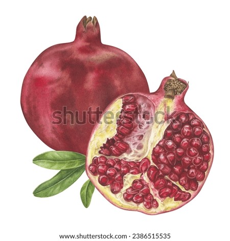 Pomegranate with leaves. Watercolor botanical illustration of whole and half red Fruit. Hand drawn clip art on isolated white background. Painting of ripe sweet food for prints and juice packaging