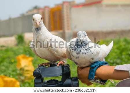 Capture of of beautiful white pigeon. White pigeon video. White pigeon on hands in farm. Beautiful bird. Wildlife Photography of pigeon. Dove. Nature Photography Selective Focus on subject.