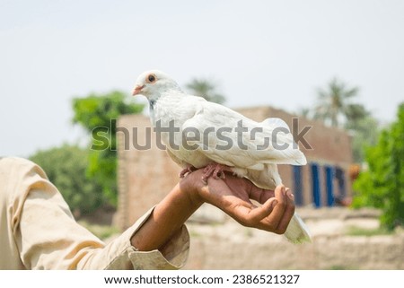 Capture of of beautiful white pigeon. White pigeon video. White pigeon on hands in farm. Beautiful bird. Wildlife Photography of pigeon. Dove. Nature Photography Selective Focus on subject.