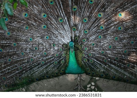The peacock is spreading its feathers very beautifully