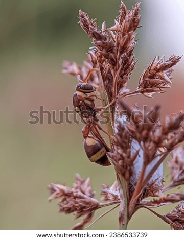 Wasp, any member of a group of insects in the order Hymenoptera, suborder Apocrita, some of which are stinging. The paper wasp appears to be perched on the grass with a gradient background  Royalty-Free Stock Photo #2386533739