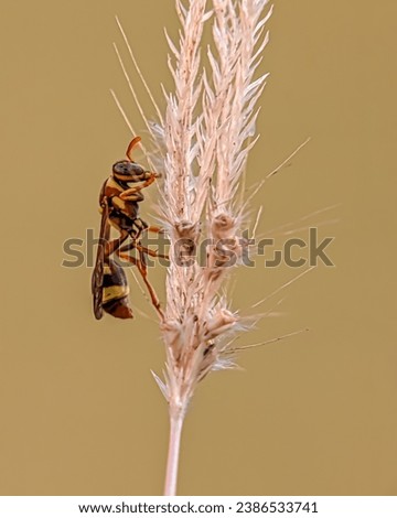 Wasp, any member of a group of insects in the order Hymenoptera, suborder Apocrita, some of which are stinging. The paper wasp appears to be perched on the grass with a gradient background  Royalty-Free Stock Photo #2386533741