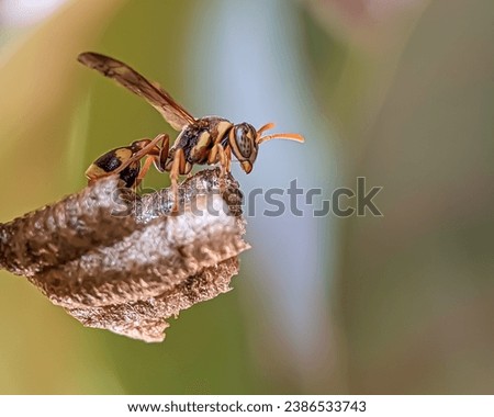 Wasp, any member of a group of insects in the order Hymenoptera, suborder Apocrita, some of which are stinging. The paper wasp appears to be perched on the grass with a gradient background  Royalty-Free Stock Photo #2386533743