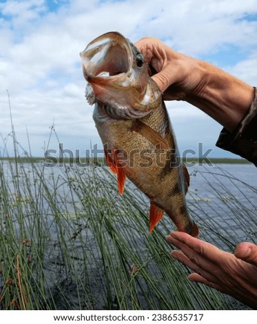 Perch caught on a spinner at sunset. Evening biting. Against the background of great bulrush and blue sky Royalty-Free Stock Photo #2386535717