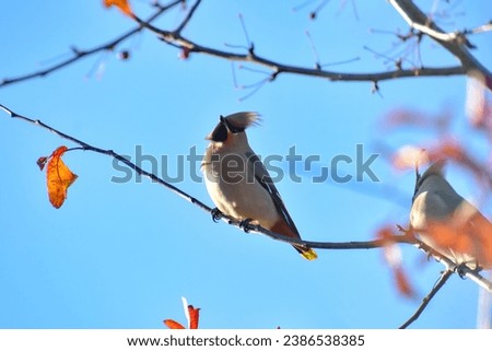 The cedar waxwing (Bombycilla cedrorum) is a member of the family Bombycillidae or waxwing family of passerine birds. It is a medium-sized, mostly brown, gray, and yellow. This bird is named for its w