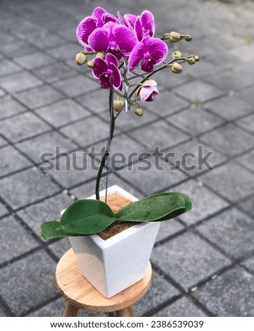 Phalaenopsis amabilis, commonly known as the moon orchid, moth orchid, or mariposa orchid, is a species of flowering plant in the orchid family Orchidaceae
