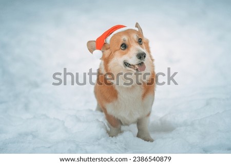 Cute and funny little dog with red winter hat playing in the snow. Outdoor winter holidays happiness. Christmas and New year concept. High quality photo