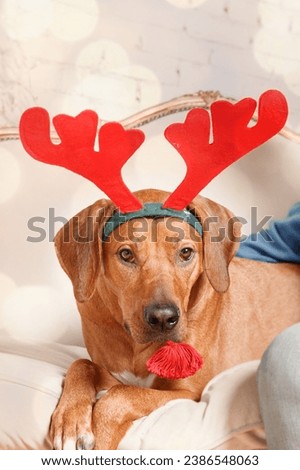 Cute dog with reindeer antlers on background of Christmas tree. Happy New Year