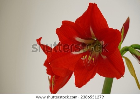 A vibrant closeup of a red amaryllis flower with its petals in full bloom.