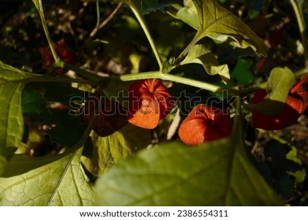 Physalis Alkekengi (Bladder Cherry, Chinese Lantern, Japanese Lantern, Winter Cherry)