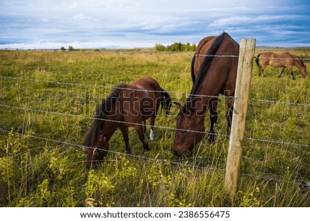 Thoroughbred horses grazing in an autumn field next to Waterton Lakes National Park, Alberta, Canada